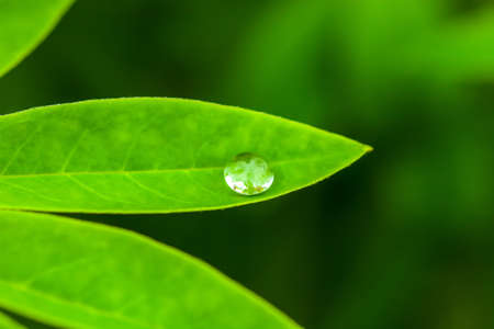 Water drop on green leaf closeup. Dewdrop on leaves in garden close up. Transparent bubble droplet of morning dew in sun light spring woods. Natural outdoors abstract background, soft selective focusの写真素材
