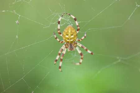Four-spot orb-weaver yellow spider on web in summer garden. Araneus quadratus arachnid on spiderweb by green blurry backgroundの写真素材