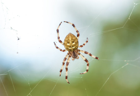Four-spot orb-weaver yellow spider on web in summer garden close up. Araneus quadratus arachnid on...