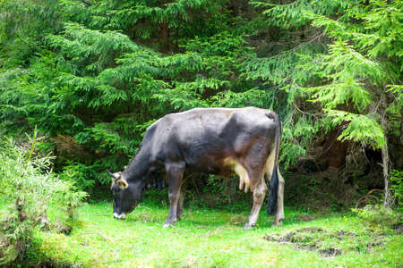 Black and white horned cow graze near spring forest. Summer landscape with domestic cattle eat on green meadow by spruce wood backgroundの写真素材
