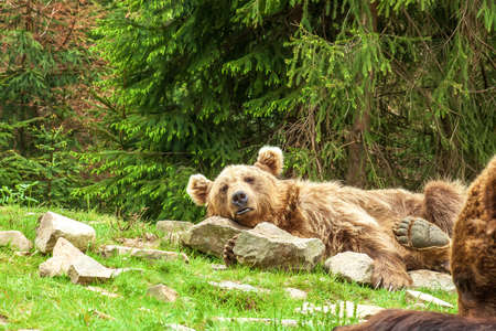 Sleeping Syrian brown bear on rocks. Cute Ursus arctos arctos syriacus lying on stones by green fir forest backgroundの写真素材