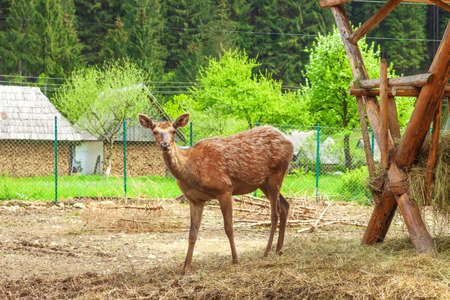 Red deer female and wooden feeder. Cervus elaphus near woods feeding rack with hayの写真素材