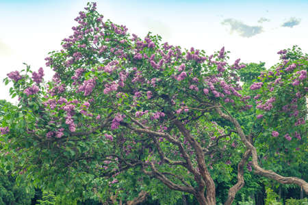 Lilac trees blooming in spring park. Syringa bush blossom in green forest by blue sky backgroundの写真素材