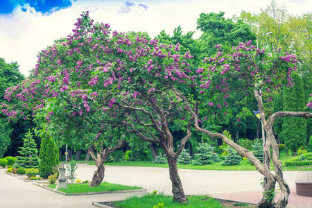 Lilac trees blooming in Taras Shevchenko public park in Rivne, Ukraine. Syringa bush blossom in Rovno by blue sky backgroundの写真素材