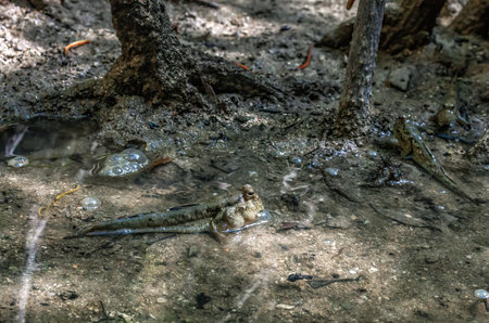 Mudskipper amphibious lungfish fish in mangrove forest, side viewの写真素材