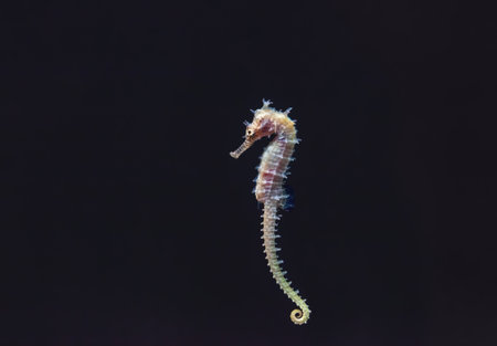 Seahorse swimming in sea by black background. Cute Hippocampus barbouri with curled tail swims in aquarium. Small seahorse in deep dark ocean, side viewの写真素材