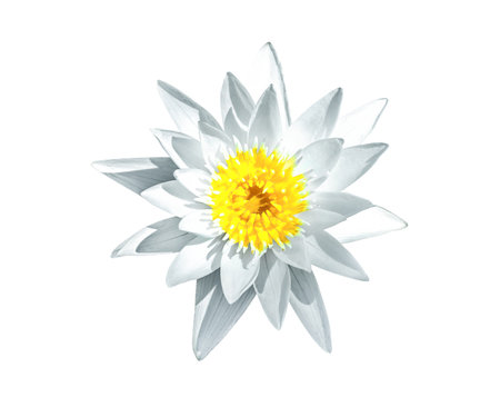 White Water lily flower isolated on white background, top view. Beauty lotus wildflower blossom cutout icon. Small Nymphaea tetragona waterlily cut out design elementの写真素材