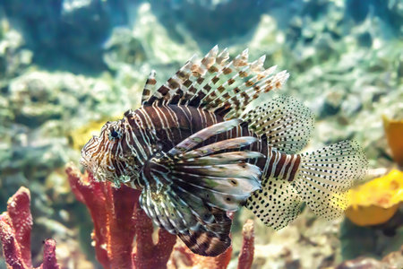Lionfish swimming in deep ocean. Pterois miles tropical fish swims in aquarium. Common lionfish and red corals in sea, side viewの写真素材