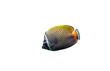 Red tailed butterflyfish isolated on white background. Chaetodon collare fish cutout. Brown butterflyfish cut out element for design, side viewの写真素材