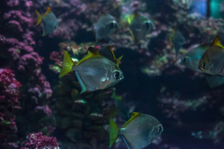 Moonyfishes swimming in aquarium. Monodactylus argenteus fish or silver moony schooling fish swims in sea. Diamondfish, Moonies argentus or Mono angel school of fish in tropic oceanの写真素材