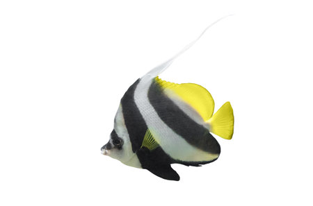 Longfin bannerfish isolated on white background. Heniochus acuminatus fish cutout icon. Pennant coralfish or Coachman cut out element for design, side viewの写真素材