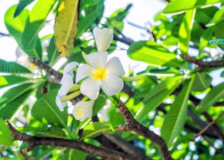 White flowers Plumeria growing on tropical tree branch. Fragrant Frangipani flowering plant blooming in summer sunny tropic garden. Yellow Melia, Hawaiian name for Plumeria, grow in sunlight parkの写真素材