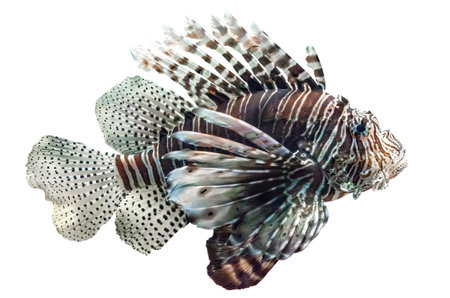 Firefish isolated on white background. Pterois miles tropical fish swimming cut out icon. Common lionfish cutout design element, side viewの写真素材