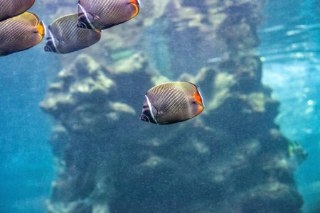 Red tailed butterflyfish swimming in blue sea. Chaetodon collare school of fish swims in aquariumの写真素材