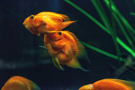 Parrot cichlid fish swimming in aquarium. Heart parrot school of fish swims in fishtank. Funny hybrid fish playing in fishbowlの写真素材
