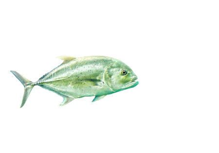 Bigeye trevally jack silver fish isolated on white background, side view. Caranx sexfasciatus school of fish swimming in ocean. Six-banded trevally (Dusky jack) marine tropic fish, soft focusの写真素材