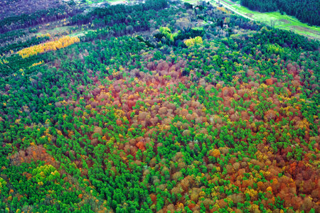 Expansive aerial view of vibrant mixed forest canopy showcasing stunning autumn foliage alongside lush evergreen trees, symbolizing seasonal beauty and natural diversityの写真素材