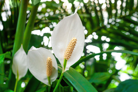 Peace Lily white flowers growing in botanical garden closeup. Spathiphyllum cochlearispathum flowering plants grow close up. Blooming evergreen perennial Spath houseplant by blurry bokeh backgroundの写真素材