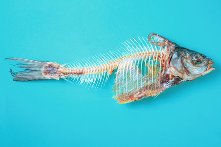 Dry fish skeleton on blue background. Dried and salted carp.