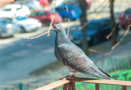 Grey pigeon standing on balcony wrought iron railing. Gray dove stand on old metal handrail, side...