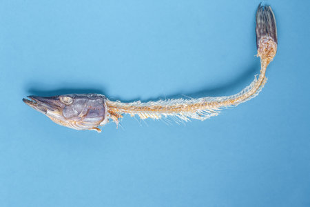 Dry fish skeleton on blue background.の写真素材