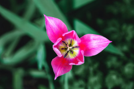 Pink tulip flowers grow in spring garden, top view. Beauty open rosy colors tulipa flower head...