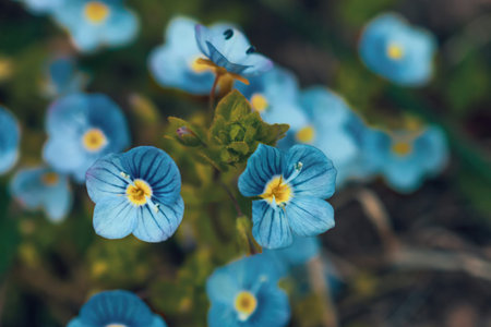 Little Veronica peduncularis Georgia blue flowers growing in meadow. Small germander birds-eye...