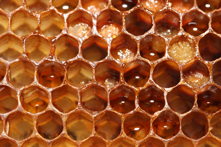 honeycombsの写真素材