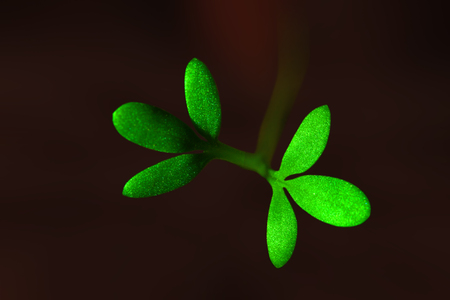 Trefoil on black backgroundの写真素材