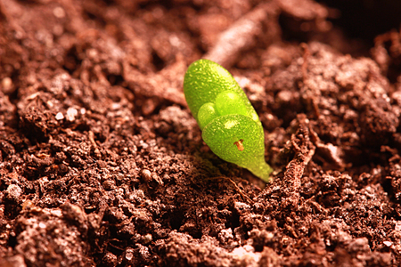 Sprout of fenestraria aurantiacaの写真素材
