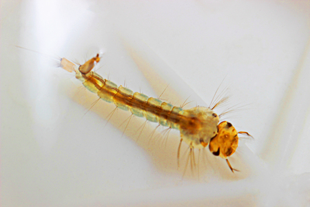 mosquito larvaの写真素材