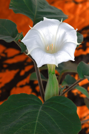 Durman indian (datura innoxia) flowerの写真素材