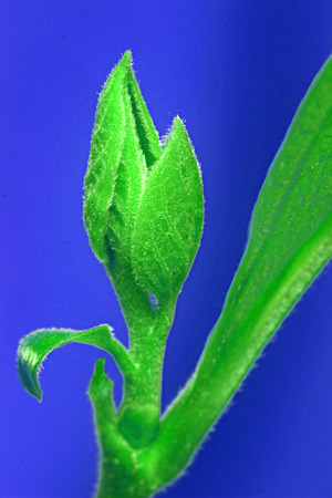Growth bud of persimmonの写真素材