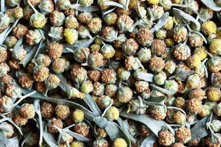 Wormwood flowers
の写真素材