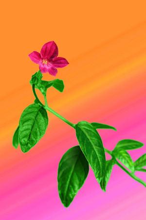 Periwinkle flower
の写真素材