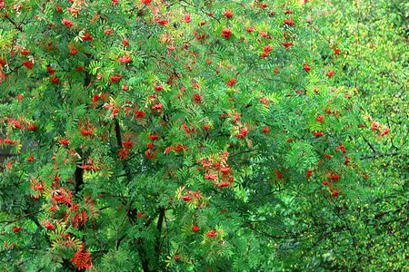 Bush of ashberry
の写真素材