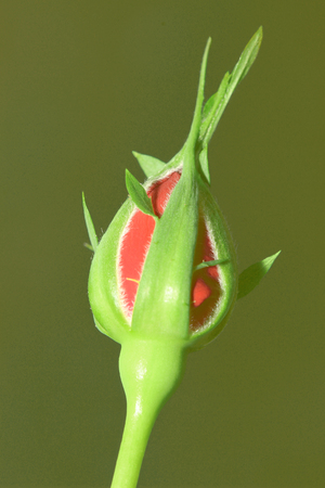 Rosebud
の写真素材