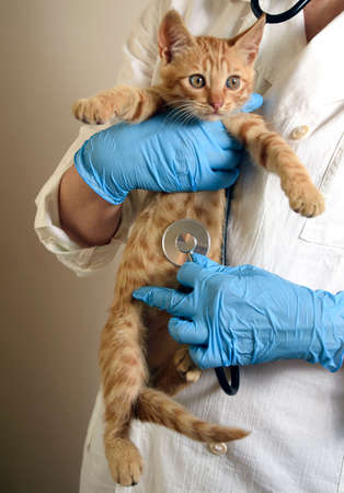 ginger kitten being examined by a veterinarian, with his hands in medical gloves listening with a fanndoscope, vertical viewの写真素材