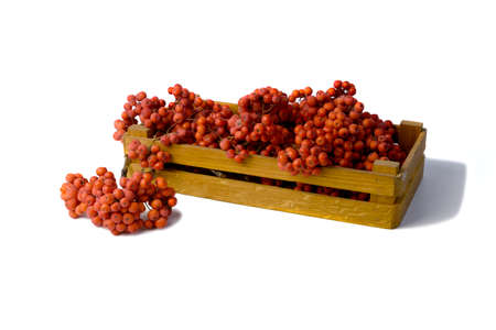 wooden box with rowan berries on a white background, isolateの写真素材