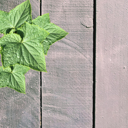 Detailed close-up view of cucumber leaves on a wood plank background