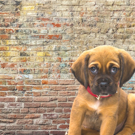 Brown and black German shepherd puppy sitting against a brick wall