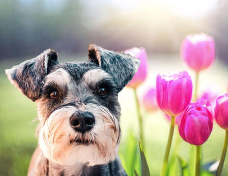 Black and brown adult Yorkshire Terrier sitting in the grass next to pink tulips in the springtimeの写真素材