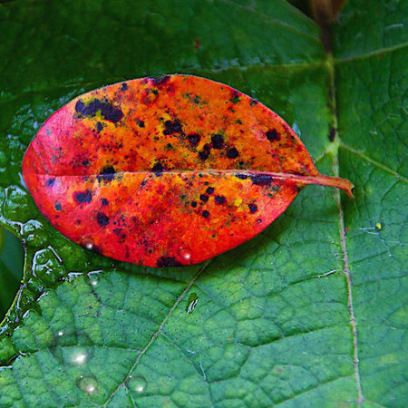 Close-up of a discolored red and orange leaf laying on a larger green leaf with drops of water