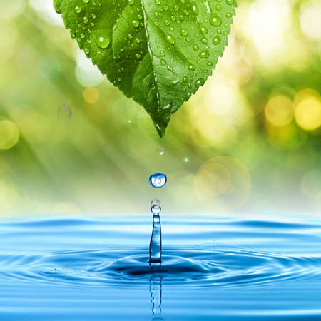 Close-up of a  single leaf covered with droplets of water dripping into a pool of clear blue waterの写真素材