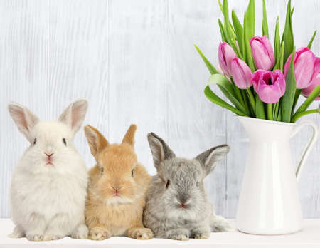 White, brown, and gray rabbits sitting next to a pitcher with pink tulipsの写真素材