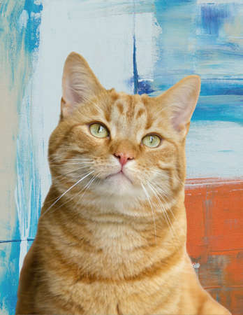 Close-up of an orange tabby cat with green eyes with a colorful backgroundの写真素材