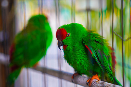 Two caged hanging parrots, small birds native to the Indian continent and Southeast Asia, have a distinctive appearance with bright, mostly green feathers and short tails.の写真素材