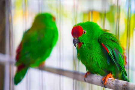Two caged hanging parrots, small birds native to the Indian continent and Southeast Asia, have a distinctive appearance with bright, mostly green feathers and short tails.の写真素材