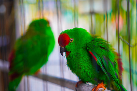 Two caged hanging parrots, small birds native to the Indian continent and Southeast Asia, have a distinctive appearance with bright, mostly green feathers and short tails.の写真素材