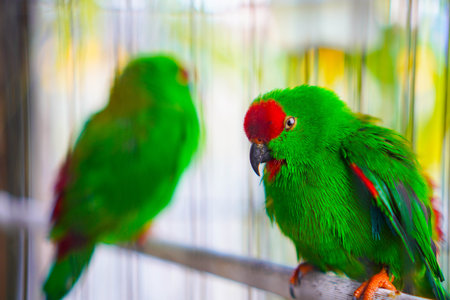 Two caged hanging parrots, small birds native to the Indian continent and Southeast Asia, have a...